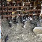 حمام من الابواء