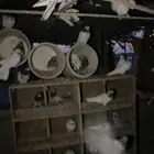 حمام باكستاني امهات