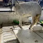 .رخل .ضان .غنم