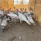 دجاج رومي