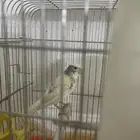 ذكور كنار