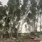 خشب بزرومي ركز وصبوله