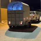 عربه خيل في الاحساء متجه لرياض غدا