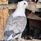 حمام للبيع