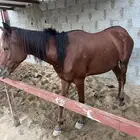 فرس شعبي انتاج لقاح 9أشهر لأعلى سوم