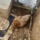 للبيع دجاج حضان.