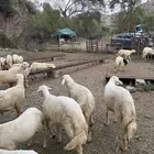 طليان للبيع