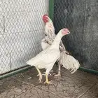 للبيع دجاج باكستاني فواخر