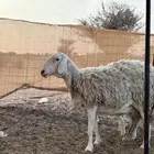 شاه حريه متاوم صنف الصنف