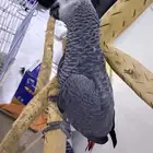 للبيع فرخ كاسكو