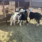 للبيع طليان