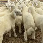 بهم حري فاخر بطنه كامله رخال وطليان