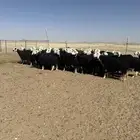 نجد دفيع طيبه