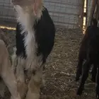 خروف نجدي مشروع فحل البيع السن جذع