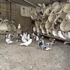 حمام بلجيكي للبيع