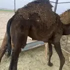 حاشي لباني قعود عالحليب و شعير وذره وحملان بلس