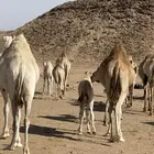 تم  البيع خارج الموقع لقاحات وخلفات عن قريب نزلها طريق ادايري