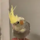 كروان جامبو اليف ( تم البيع )