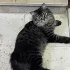 قطة بيت ضائعة