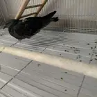 حمامة للتبني