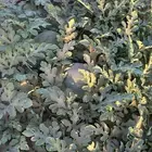 يوجد لدينا حبحب للبيع جملة ومفرد