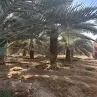 نخل مثمر شيشي وبرحي ونبوت علي ونبوت سيف وخلاص وصقعي