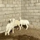 بهم حري