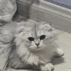 بسه شيرازي ونص سكوتش