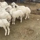 غنم