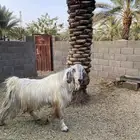 فحل معزا حار جدا