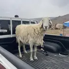 نعجه كبيره لحمم حايل شرط