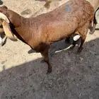 سواكل