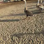 للبيع وز عراقي اصيل كوبرا