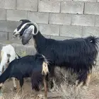 معزا حو خلفات مراح واحد