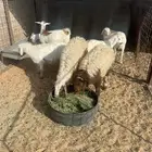 خرفان نعيم وحري وجفرات جنوبية