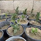 شتلات ضبر 10 ريال