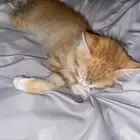 قط ل التبني