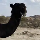 بعير مجهم الوافي