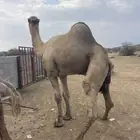 بعير للبيع