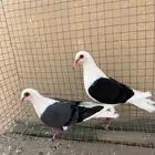 زاجل راعبي