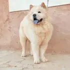 كلب تشاو تشاو