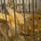 جوز كناري ماوردي معو 3فروخ