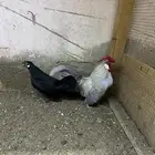 دجاج روز(تم البيع)