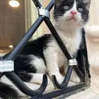 قطط للتبني