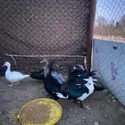 فروخ بط مصري