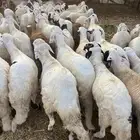 سواكن تربيه