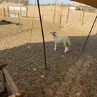 الشميسي طريق الإخواجات