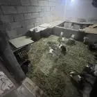 للبيع ارانب