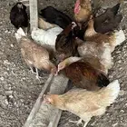 دجاج بياض