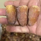 تمر صقعي للبيع